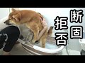 お風呂嫌いな犬にバスタブを買うとこうなります。