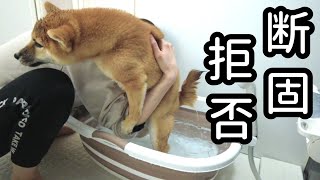 お風呂嫌いな犬にバスタブを買うとこうなります。