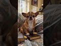 Mama Chihuahua Reminds Marcus He Was Found on the Porch… With Fleas 😭 #shorts