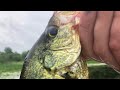 Bass Fishing, Pan Fishing, Knife Maker; Michigan Out of Doors TV #2029