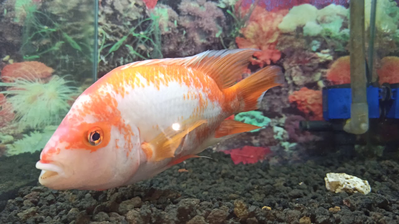 Ikan Mas Koi, Koki, Komet, Red Devils.