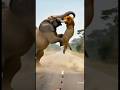 elephant action.#shorts #animals #elephant