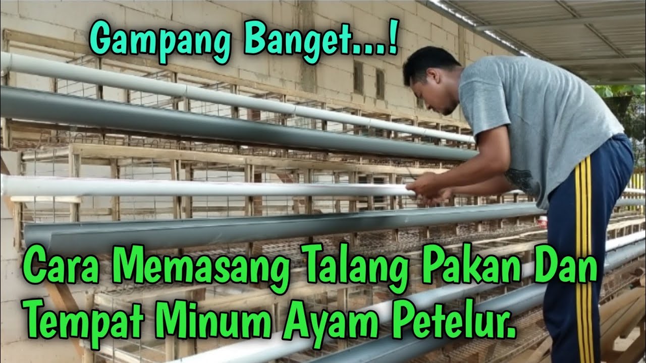 Cara Memasang Talang Pakan Dan tempat air minum ayam petelur