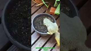 Uncover the Mystery: Why Do Squirrels Burry Their Nuts? #shorts  #buzzbilt