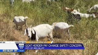 Red Bluff goat-grazing company faces bankruptcy under new California wage rules