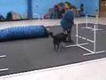 Then/Now Agility at Canis Sapiens in Chicago Then/Now Agility at Canis Sapiens in Chicago