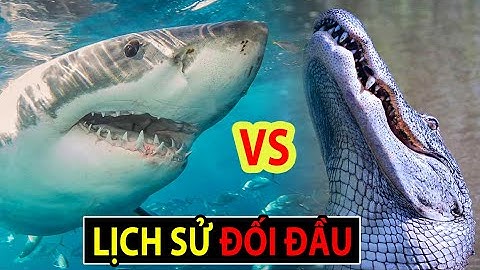 Cá Sấu vs Cá Mập: Lịch Sử Đối Đầu giữa Hai Sát Thủ!  #DongVatFacts 155