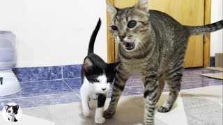 Can I go to your side Rescued kitten talking to a big cat