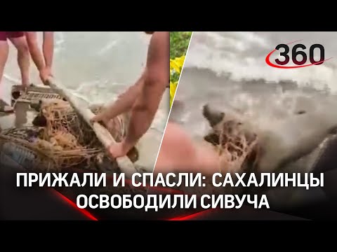 Запутавшегося в сетях сивуча силой освободили на Сахалине