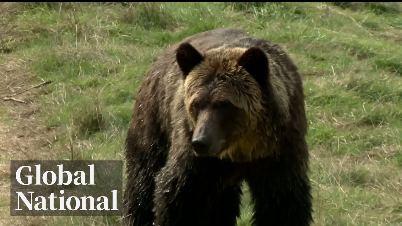 Global National: Nov. 22, 2025 | Hunt continues for grizzly after BC elementary school attack