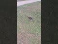 Surprisingly close hawk encounter