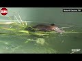CAUGHT ON CAMERA: Platypus seen gathering materials for nest in Australia