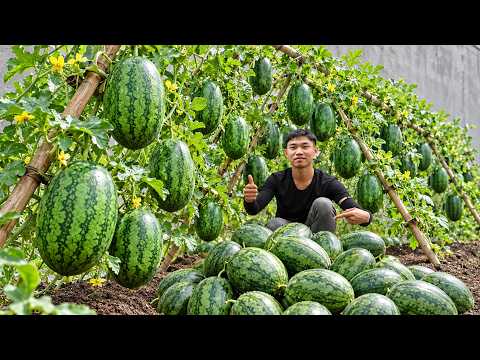 The Secret To Helping Your Family NEVER Run Out Of watermelon
