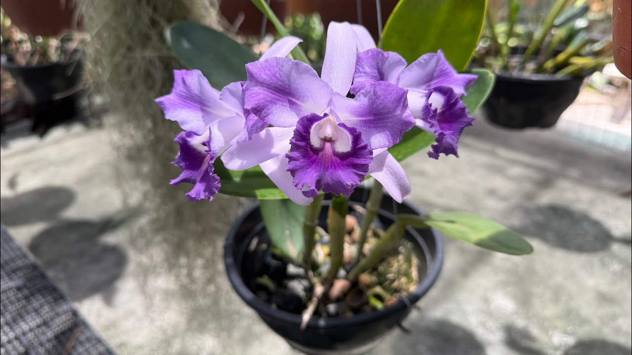 Cirtopodium florido e primeira floração de algumas Cattleyas .