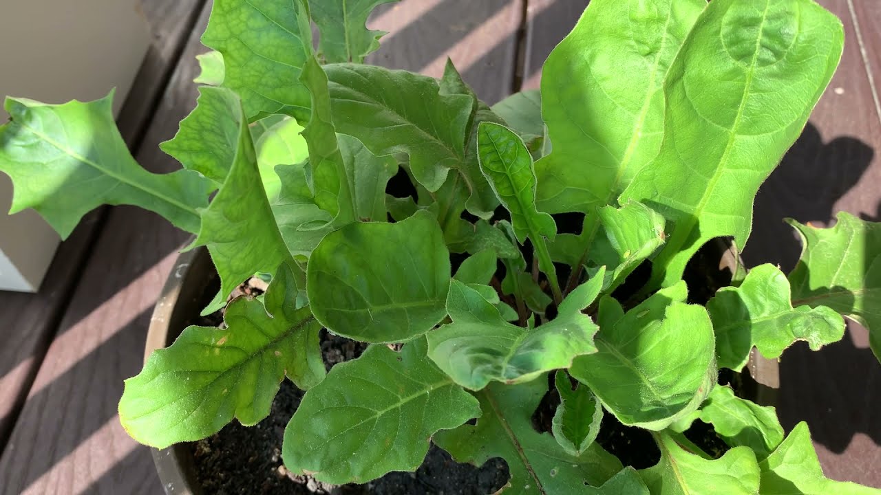 Healthy Gerbera Daisy Leaves PostFungus! YouTube