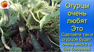 Огурцы очень любят Это Сделайте так и огурцов будет много Без болезней Cucumbers grow well from this