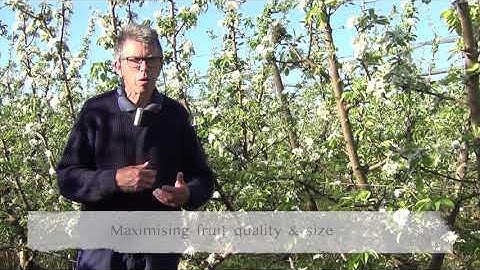 PIPS 3: Developing smarter and sustainable pear orchards