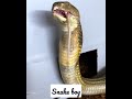 Snake Boy Snakeboy World