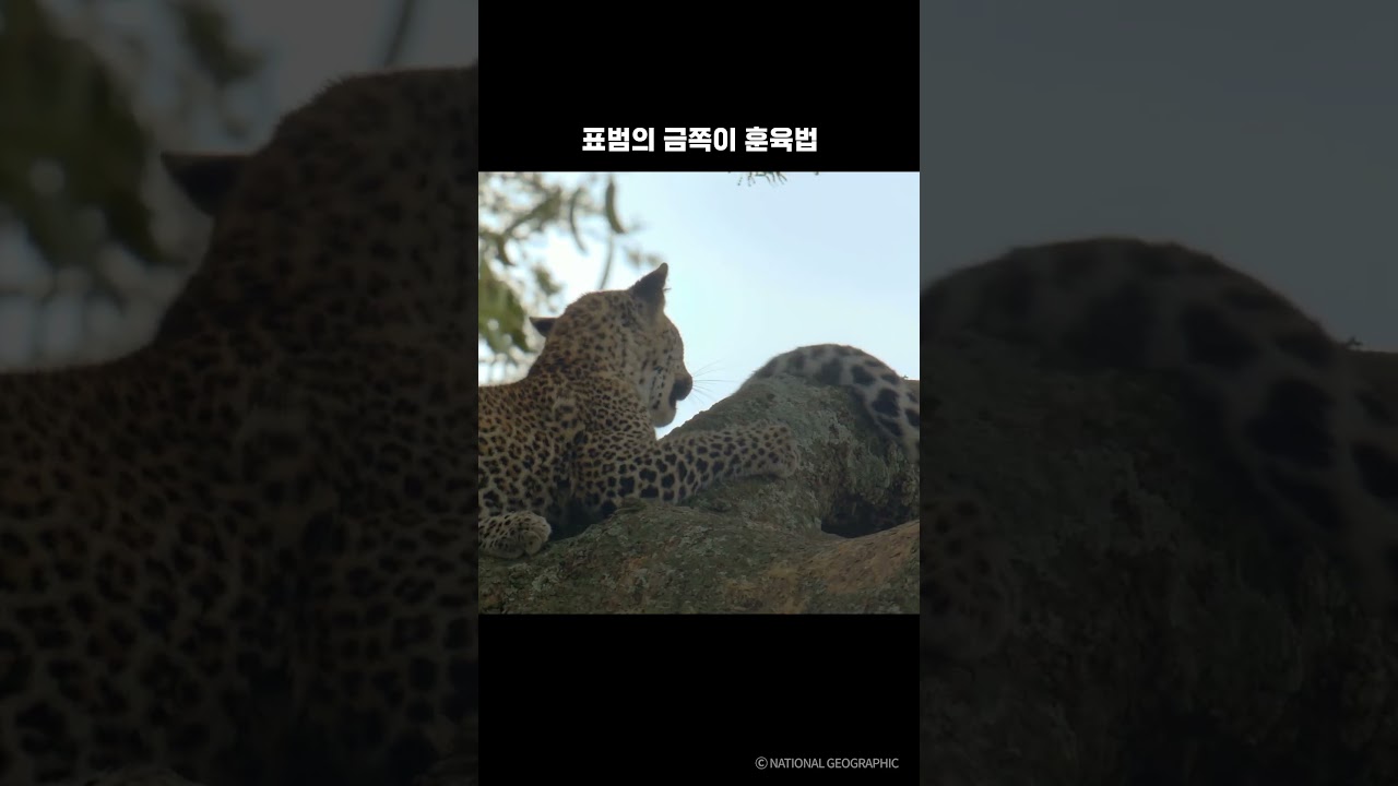 ⁣표범의 금쪽이 훈육법