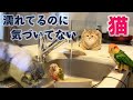 インコが水浴びしてたら、猫も水浸しになってたw