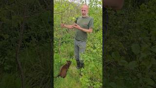 Rowan/Mountain Ash (sorbus aucuparia) #nativetrees #herbs #gardening #cat #foraging #rewilding #wow