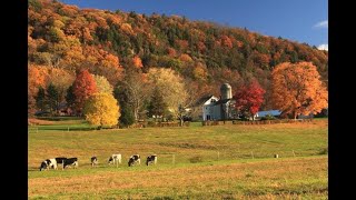 Barstow's Dairy Farm: 2020 Sustainable Business of the Year Awardee