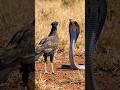 Secretary Bird Kicks Deadly Cobra! 🦅🦵🐍 #NovaStream #animals #wildlife #action #survival #shorts
