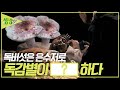 독버섯은 은수저로 독감별이 ???하다! 가을철 대표 독버섯도 알려드립니다 [2TV 생생정보] KBS 231012 방송