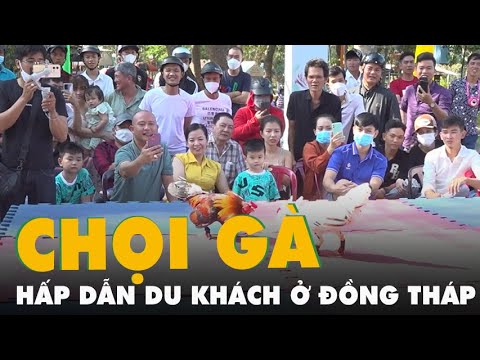   Chọi Gà Chọi Chim đầu Năm Hấp Dẫn Du Khách ở Đồng Tháp