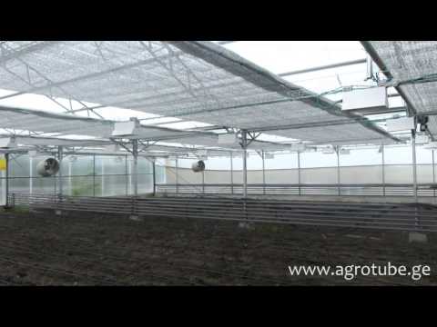 ინვიტრო ლაბორატორიაში გაზრდილი მცენარეების სათბურებში ტრანსპლანტაცია