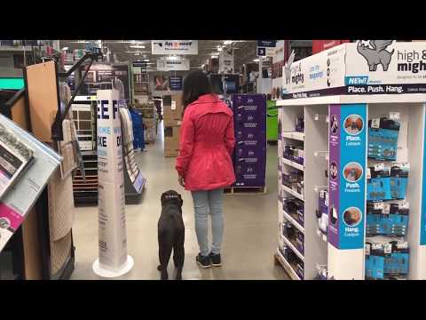 dog-training-harrisburg-pa---dog-training-harrisburg-pa---loose-leash-walking-with-distractions