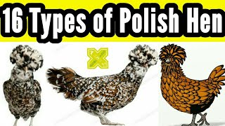 Polish Chicken 16 Types & Breeds in English