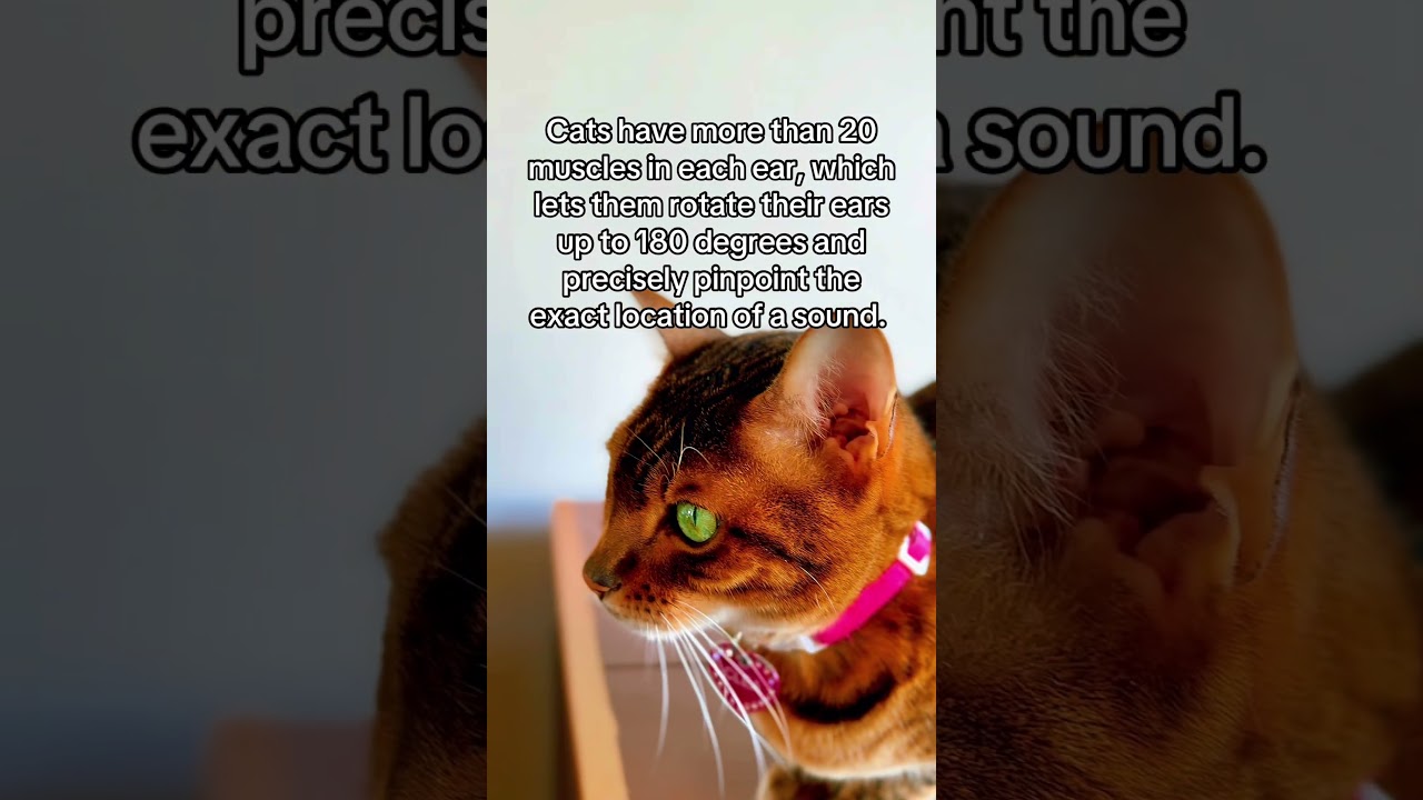 Subscribe for more educational content about cats! #cats #catears #cutecat #bengalcat