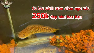 Cá lóc cảnh trân châu ngũ sắc 2xx đẹp như hoa hậu, vừa về tới tiệm Thái Bình