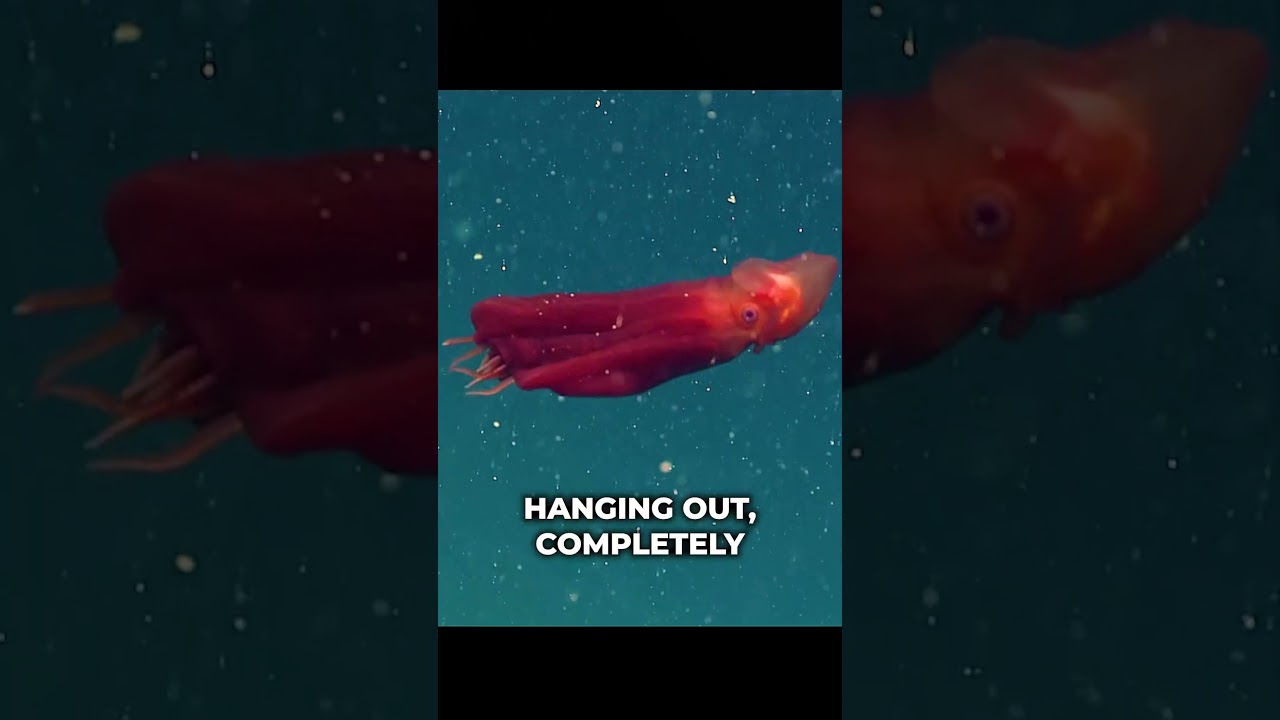 This Deep Sea Squid Looks Like a Giant Living Stress Ball!