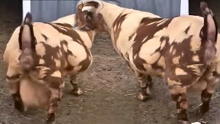 🔥 Barbari, Boer & Salali Goat 🐐 | Which Breed is Best for Farming & Profit? 💰