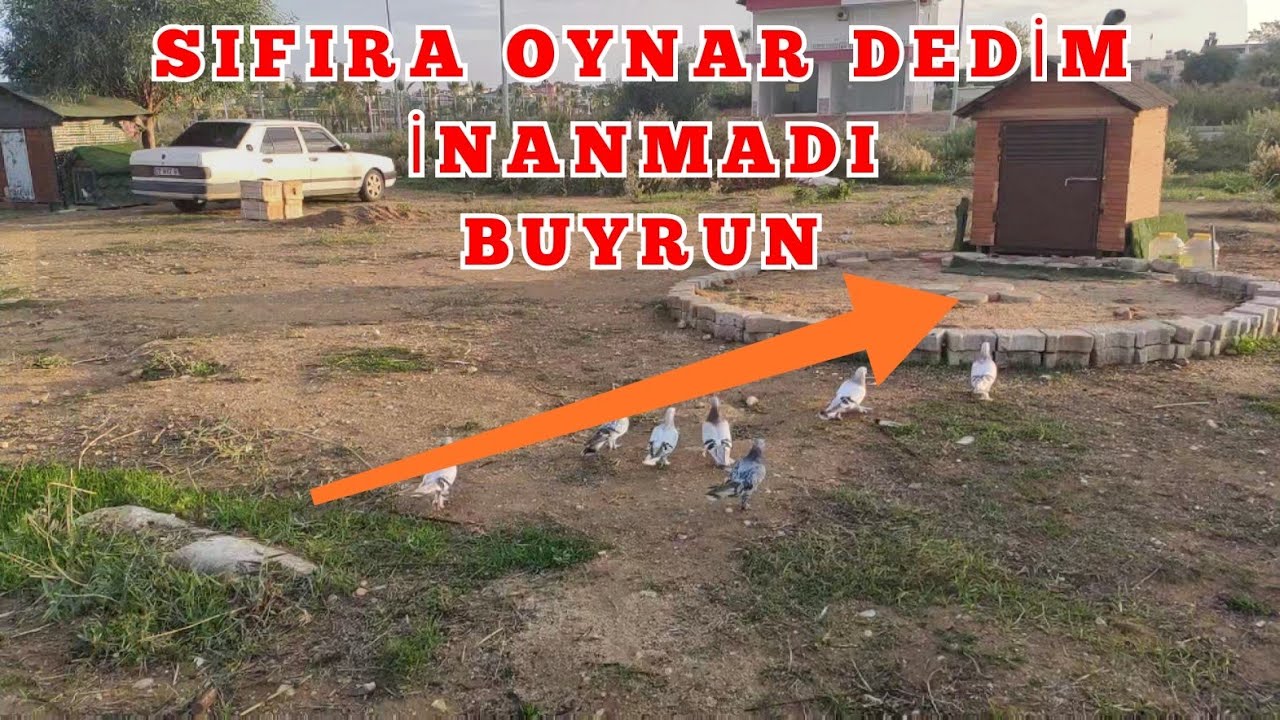 ŞEKERİ GÜVERCİN YİNE YAPTI YAPACAĞINI.MUTLU ŞOK