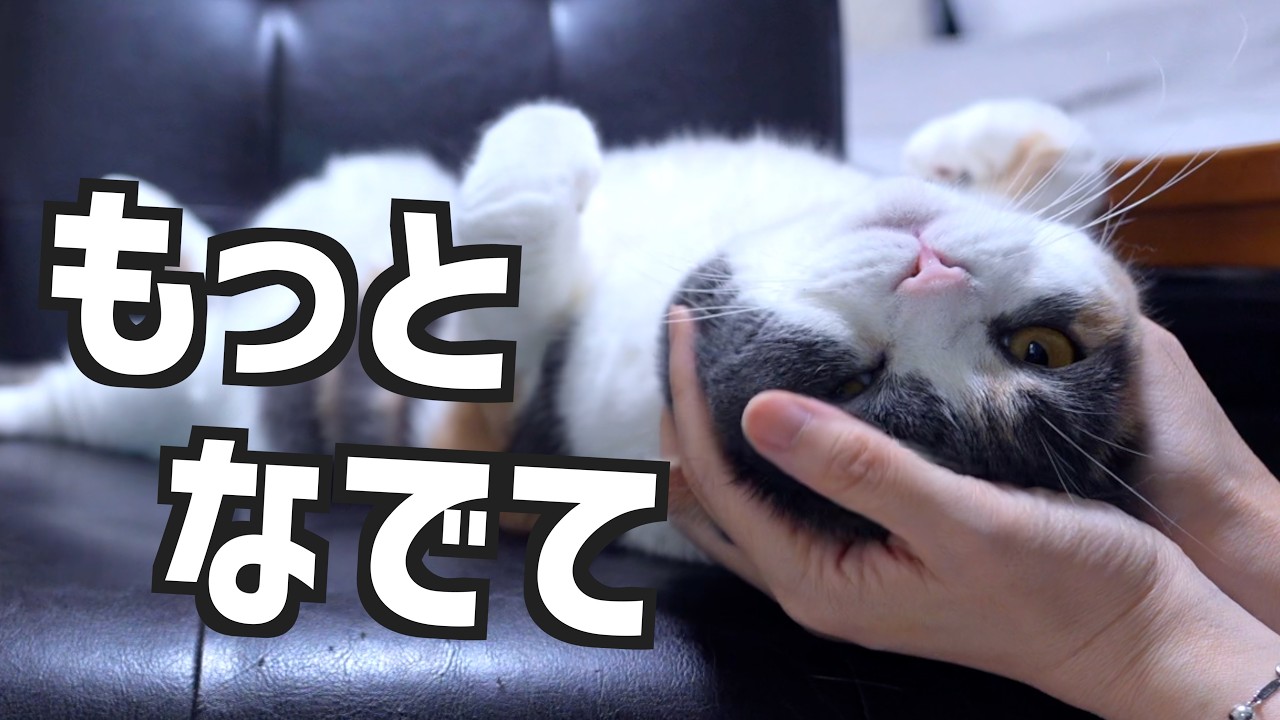 My calico cat is so clingy that she bites me - YouTube