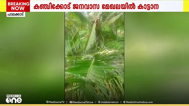 പാലക്കാട് കഞ്ചിക്കോട് ജനവാസ മേഖലയിൽ ഇറങ്ങിയ കാട്ടാന വ്യാപകമായി കൃഷി നശിപ്പിച്ചു