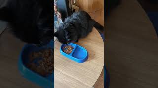 Quick Update While The Cat Eats 07/26/2022