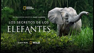 Trailer Los Secretos de los Elefantes. Estreno 22 de abril | NATIONAL GEOGRAPHIC ESPAÑA