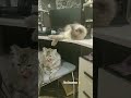 Наши любимки❤️ #безкотаижизньнета #юмор #любимки #catlife #спасибозаподдержку
