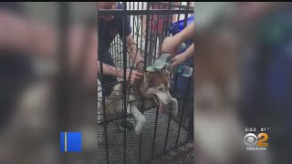 Dog Rescued By Firefighters After Getting Stuck In Fence