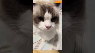 Cat sounds