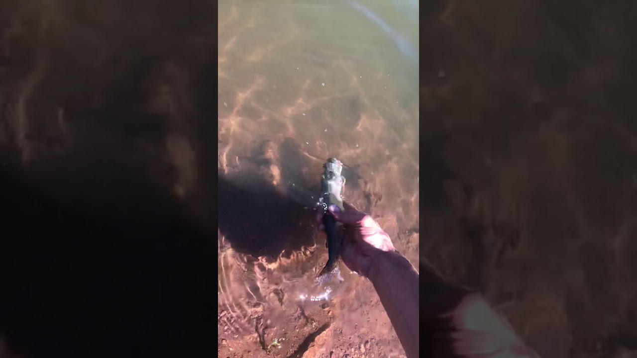 Rainbow trout Released. #fishing 