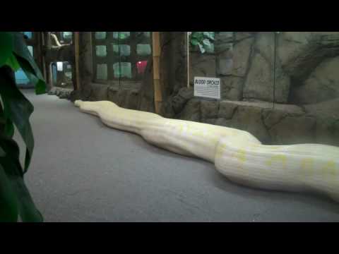 Twinkie's out of the wrapper! @ The Reptile Zoo.com