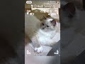 客戶分享 #cat #布偶貓