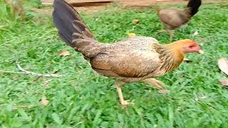 Pure 226 Sweater Pullets Nene Abello