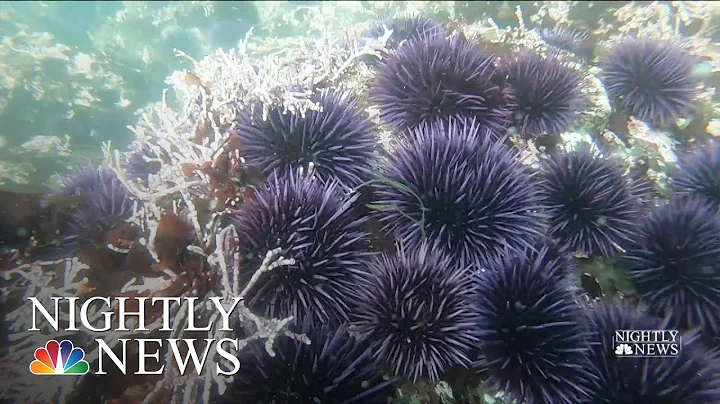 Northern California’s Kelp Forests In Danger, Impacting Larger Ocean Ecosystem | NBC Nightly News