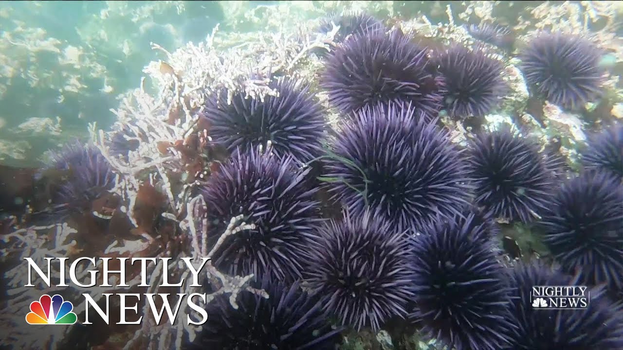 Northern California’s Kelp Forests In Danger, Impacting Larger Ocean Ecosystem | NBC Nightly News